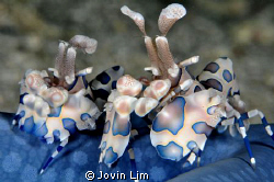 Dancing clowns of the Sea: a pair of blue harlequin shrim... by Jovin Lim 